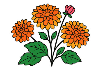 Poster - Bright vector illustration of zinnia flowers with vibrant orange petals and green leaves set against a white background