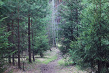 Road among the coniferous forest