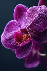 Aufkleber - Close-Up of Vibrant Purple Orchid Against Dark Backdrop, Symbolizing Beauty and Floral Wellness for Spa and Botanical Designs : Generative AI