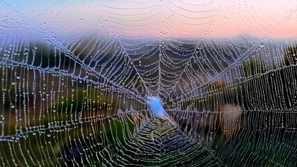 Delicate spiderweb covered in dewdrops with a single blue feather nestled among the intricate silk threads at sunrise