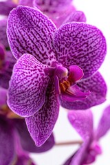 Poster - Close-Up of a Vibrant Purple Orchid Blossom, Symbolizing Beauty and Floral Wellness in a Botanical Presentation : Generative AI