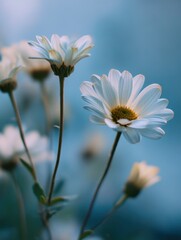 Aufkleber - Close-Up of White Daisy Flowers Against a Soft Blue Sky, Symbolizing Purity and Natural Beauty for Springtime Promotions and Wedding Invitations : Generative AI