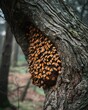 © sweattea - Bees swarm tree hollow, natural hive