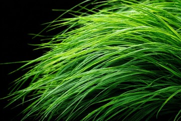 Poster - Vibrant green grass blades create a lush texture against a dark background in a close-up view