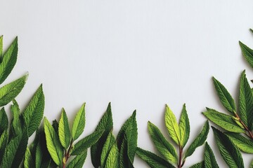 Poster - Fresh green leaves arranged on a plain surface creating a natural border at midday