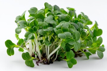 Poster - Fresh microgreens growing on a white background ideal for healthy meals and garnishes in culinary applications