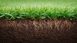 © Netsai - Green grass growing from dark, rich soil, visible root system underneath ground level.