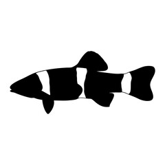 Poster - Black and white fish illustration, aquatic animal, underwater life, ocean creature, pet fish art