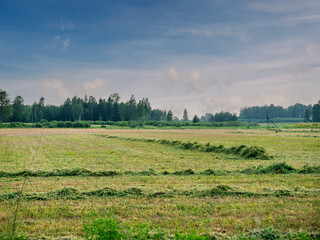 Wall Mural - Field with freshly cut grass laying in lines and stork walking around them looking for food. Landscape in Baltic states. Agriculture and farming industry. Nobody. Selective focus.