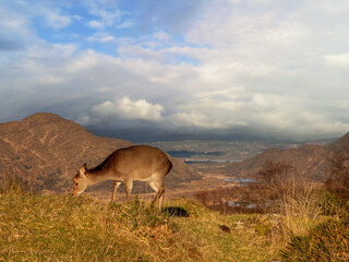Wall Mural - Brown deer grazing grass on a hill, mountain and blue cloudy sky in the background.
