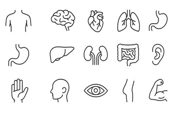 Aufkleber - Human anatomy outlines showcasing major organs and body systems in a clear and educational layout for study purposes
