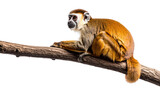 Monkey sitting on a tree branch, white isolate background