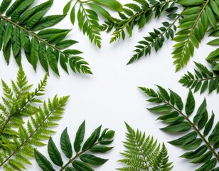 Poster - flat lay of fern fronds and broad tropical leaves arranged artistically on a white surface