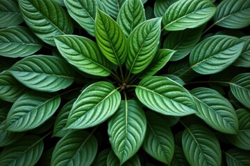 Poster - sparse arrangement of broad green leaves with intricate patterns and subtle gloss