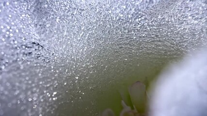 Poster - Close-up of a pristine white flower covered in delicate water droplets against a dark backdrop, highlighting its intricate petals and texture.
