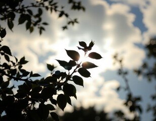 Poster - silhouette of leaves against a bright, blurred sky with a high key effect