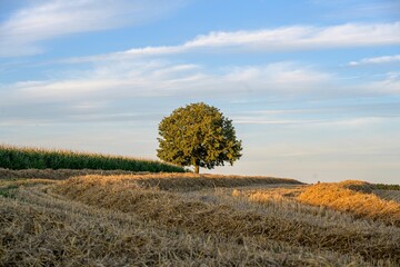 Wall Mural - Solitary tree in a golden field under blue sky