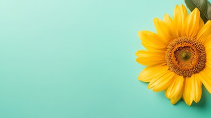 Poster - A vivid yellow sunflower showcases its wide open petals and detailed center, positioned centrally against a smooth pastel mint backdrop, creating visual harmony