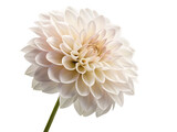 Isolated white dahlia isolated on transparent background