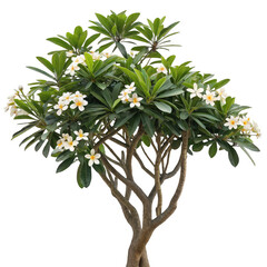 a frangipani tree in bloom isolated on transparent background