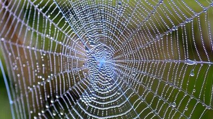 Intricate spiderweb covered in dewdrops on a blurry green background, reflecting light in the morning dew and creating a beautiful pattern