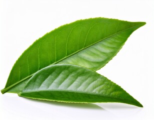 Wall Mural - tea leaf isolated on white background