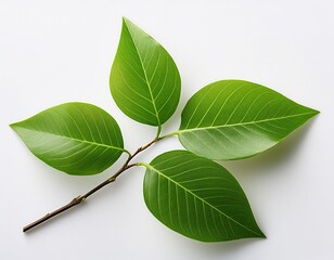 Wall Mural - photo of a branch with green leaves on white background