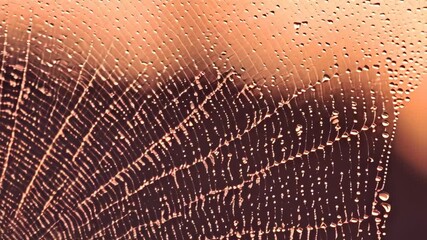 Close-up view of a spiderweb covered in water droplets at sunrise creating an abstract and intricate pattern in a warm tone.