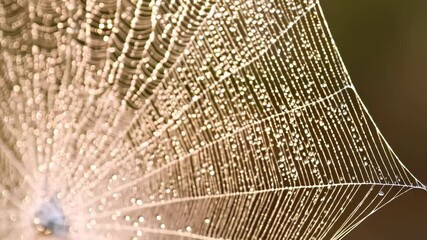 Close-up view of a glistening spiderweb covered with tiny water droplets in a blurred nature environment for artistic composition.