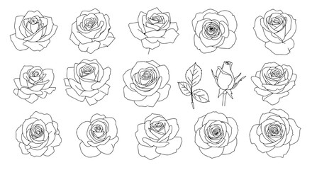 Poster - Floral Symphony: A collection of elegant rose line drawings, exuding beauty and grace. Each rose is a testament to nature's delicate artistry.