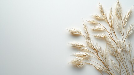 Poster - Dried grasses on white background