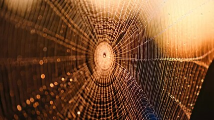 Wall Mural - Spiderweb threads glistening with water droplets catching the sun's warm golden light, creating a natural textured pattern.