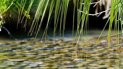 Poster - Close up of green blades hanging over flowing stream with smooth stones visible through the water, creating a peaceful and natural scene.