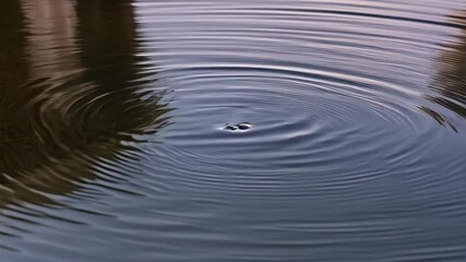 Poster - Calm water surface with expanding concentric ripple patterns, creating a serene, meditative, and symmetrical visual texture near reflections of trees.