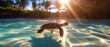 © Dhananjay - Sea turtle swimming in ocean water