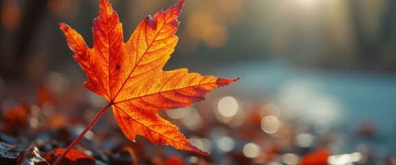 Aufkleber - Autumnal Maple Leaf in Sunlight: Macro View of Veins, Texture, Color, and Bokeh - Seasonal Beauty and Natural Details