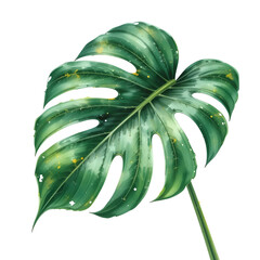 Aufkleber - Monstera Deliciosa Leaf Isolated on White Background