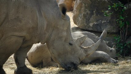 Wall Mural - rhino calf sleeping with its mother standing around for protection