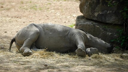 Wall Mural - tired rhino calf sleeping in the shade of a rock during the day