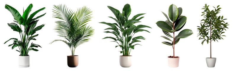 PNG Vibrant indoor potted plant collection, element set on transparent background
