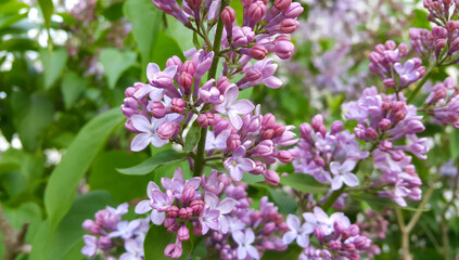 Wall Mural - beautiful blossoming lilac flowers