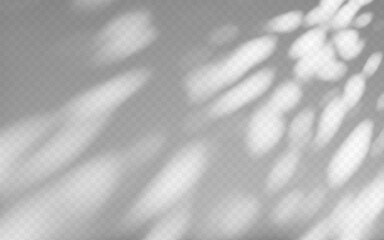 Wall Mural - abstract shadow overlay from tree branch on a transparent background.