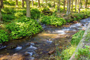 Wall Mural - landscape with brook in the forest. scenic view. stones in the creek. trees on the shore. sunny weat