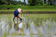 © MICHEL - Rice worker planting rice in rice field