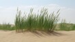 © Shehub - Desert Grass Dune Landscape: Lush Green Plants in Sandy Terrain