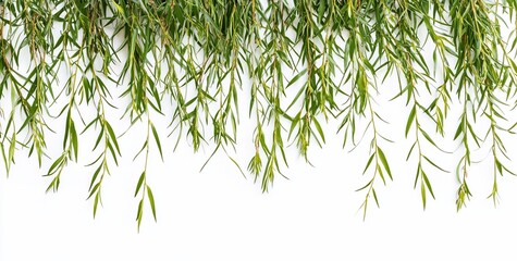 Poster - Lush green willow branches hanging down against a white background.