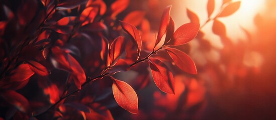 Poster - Red autumn leaves backlit by sunlight.