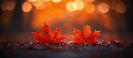 Poster - Two vibrant red maple leaves on ground at sunset, bokeh background.