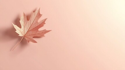 Poster - Single dried maple leaf on pink background.