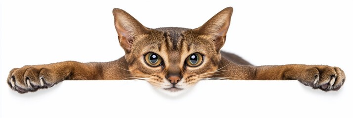 Poster - Abyssinian cat peeking over white background.